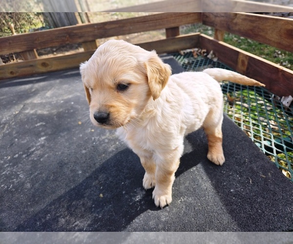 Medium Photo #5 Golden Retriever Puppy For Sale in LEON, KS, USA