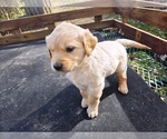 Small #4 Golden Retriever