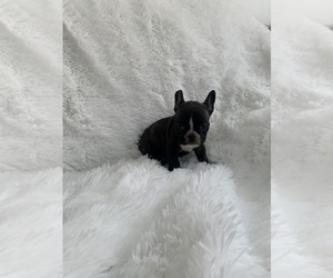 French Bulldog Puppy for sale in SAN DIEGO, CA, USA