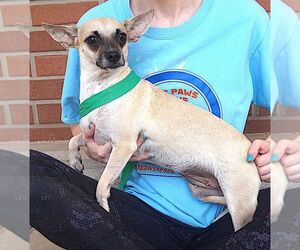 Leya - Female Chihuahua Dog for Adoption - Photo #3