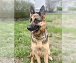 Small #3 German Shepherd Dog