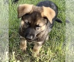 Small #29 German Shepherd Dog
