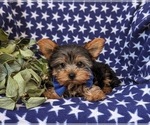 Small #5 Yorkshire Terrier