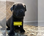 Small #2 Cane Corso
