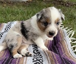 Puppy Male 4 Texas Heeler