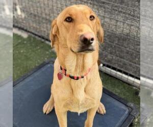 Labrador Retriever Dogs for adoption in San Diego, CA, USA