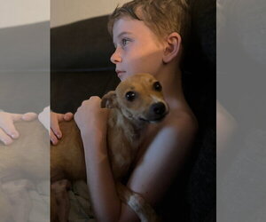 Walker - Male Rat Terrier Dog for Adoption - Photo #2