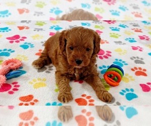 Cavapoo mix (+ Poodle Miniature) Puppy for sale in ORO VALLEY, AZ, USA