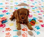 Small Cavapoo mix (+ Poodle Miniature)