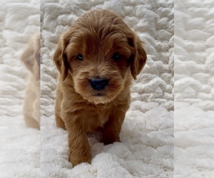 Goldendoodle (Miniature) Puppy for Sale in RANDOLPH, Wisconsin USA