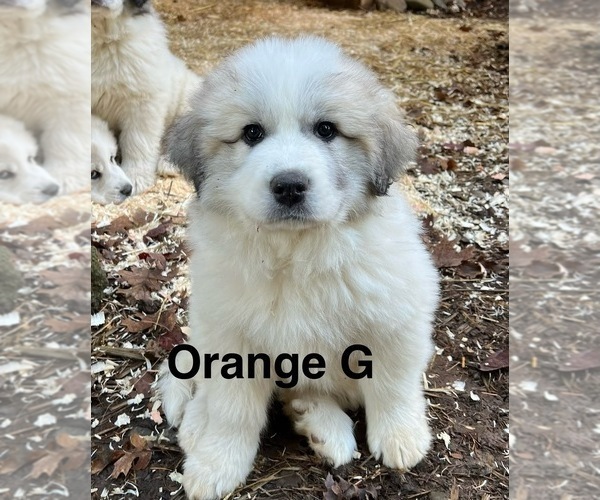 Medium Photo #1 Great Pyrenees Puppy For Sale in ROSEBURG, OR, USA