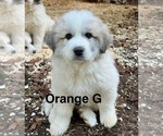 Small Photo #1 Great Pyrenees Puppy For Sale in ROSEBURG, OR, USA