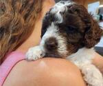 Small #6 Poodle (Miniature)