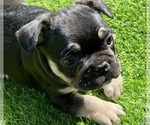 Puppy 3 French Bulldog