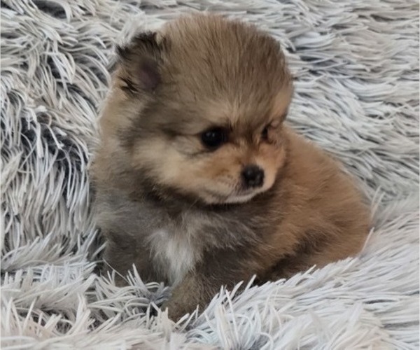 Medium Photo #12 Pomeranian Puppy For Sale in MENIFEE, CA, USA