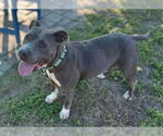 Small #1 American Pit Bull Terrier Mix
