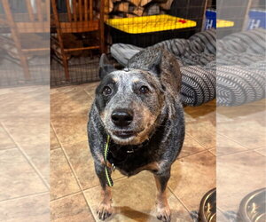 Haley - Female Mutt Dog for Adoption - Photo #3