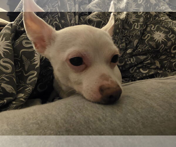 Medium Photo #4 Chihuahua Puppy For Sale in Chester, NJ, USA