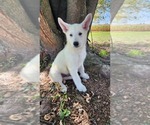 Puppy 6 German Shepherd Dog