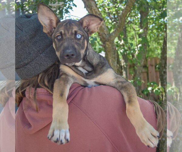 Medium Photo #5 Australian Shepherd-German Shepherd Dog Mix Puppy For Sale in Huntley, IL, USA