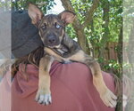 Small #4 Australian Shepherd-German Shepherd Dog Mix