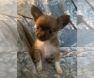 Chihuahua Puppy for sale in EAU CLAIRE, WI, USA