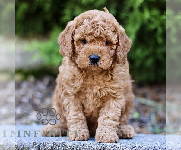 Medium Photo #3 Goldendoodle (Miniature) Puppy For Sale in KINZERS, PA, USA