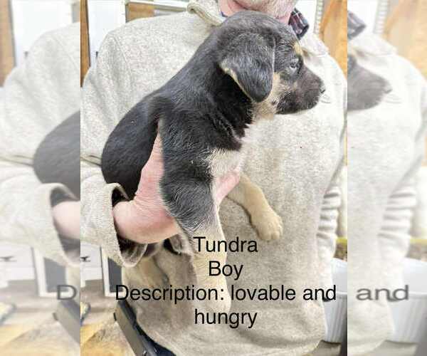 Medium Photo #3 Gerberian Shepsky Puppy For Sale in Aurora, IN, USA