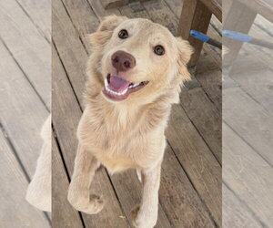 Retriever -Unknown Mix Dogs for adoption in Wetumpka, AL, USA