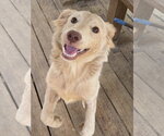 Small Retriever  Mix