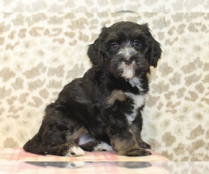 Bulldog Puppy for sale in DENVER, PA, USA