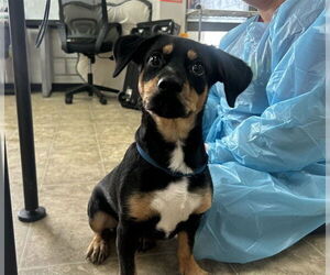 Mutt Dogs for adoption in Raleigh, NC, USA