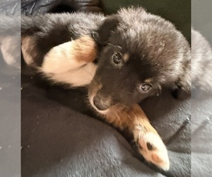 Aussiedoodle Puppy for sale in ONAWAY, MI, USA