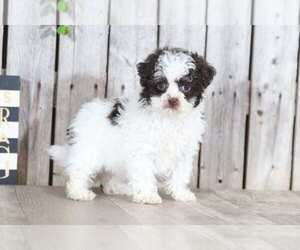 Shih-Poo Puppy for sale in MOUNT VERNON, OH, USA