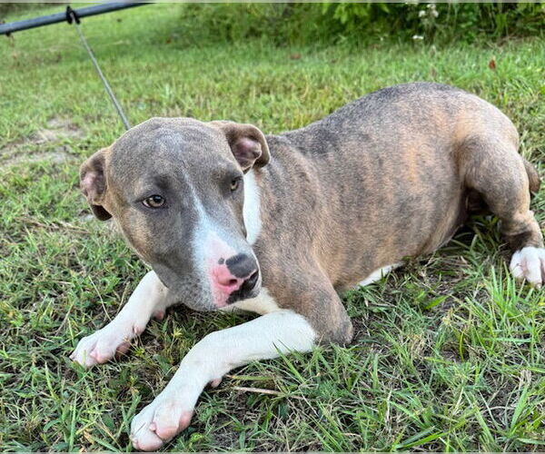 Medium Photo #5 Bulldog-Unknown Mix Puppy For Sale in Tarrytown, GA, USA