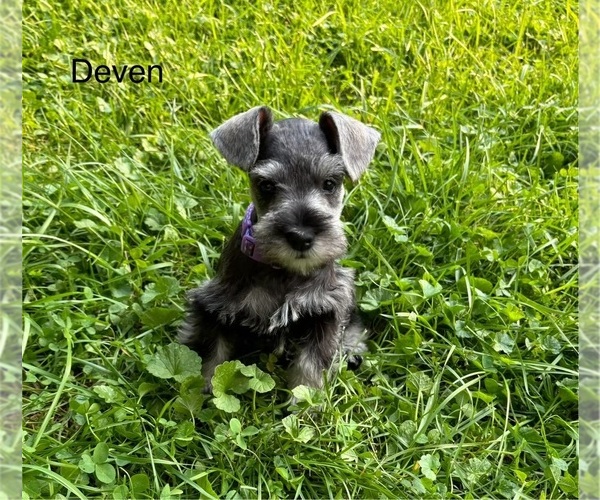 Medium Photo #4 Schnauzer (Miniature) Puppy For Sale in DELAFIELD, WI, USA
