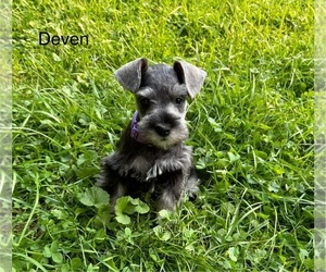 Medium Schnauzer (Miniature)