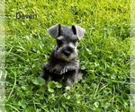 Puppy Deven Schnauzer (Miniature)
