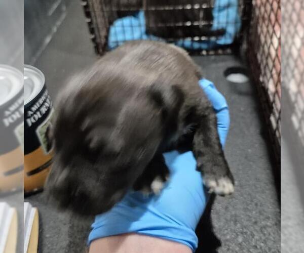 Medium Photo #1 Rottweiler-Unknown Mix Puppy For Sale in San Antonio, TX, USA