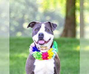 Stormy - Female Mutt Dog for Adoption - Photo #3