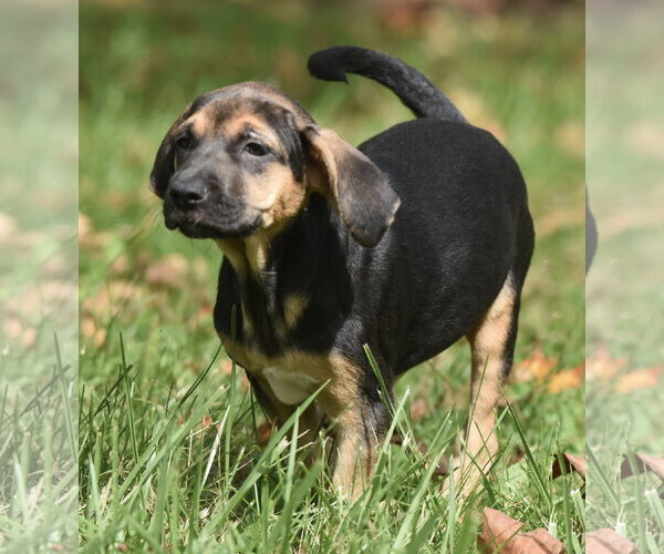Medium Photo #9 Australian Shepherd-Unknown Mix Puppy For Sale in Mechanicsburg, PA, USA