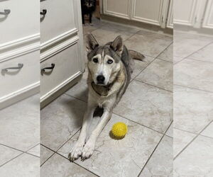 Siberian Husky-Unknown Mix Dogs for adoption in The Woodlands, TX, USA