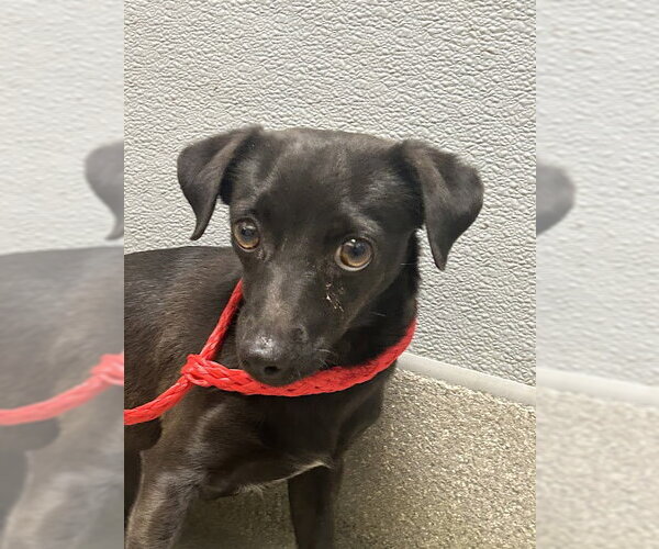 Medium Photo #1 Chihuahua-Unknown Mix Puppy For Sale in Las Vegas, NV, USA