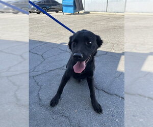 Labrador Retriever-Unknown Mix Dogs for adoption in Bakersfield, CA, USA