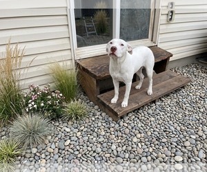 Nova - Female Mutt Dog for Adoption - Photo #2
