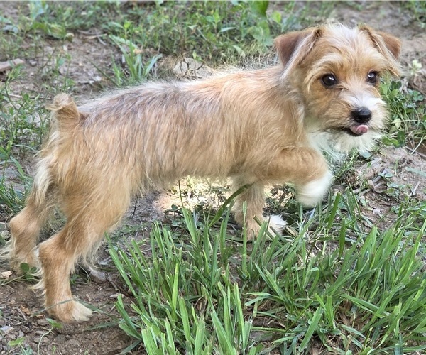 Medium Photo #6 Yorkshire Terrier Puppy For Sale in HUDDLESTON, VA, USA