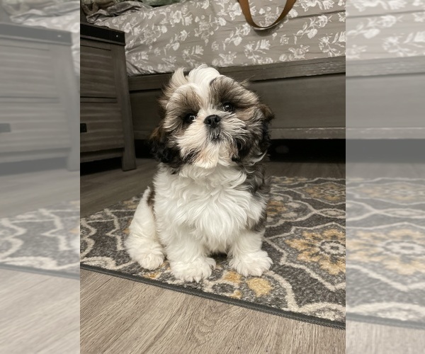 Medium Photo #1 Shih Tzu Puppy For Sale in SAN ANTONIO, TX, USA
