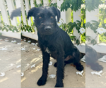 Small #1 Mutt