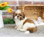Small #1 Shih Tzu