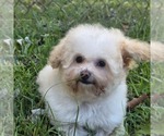 Philip Cheese S - Male Poodle (Toy) Puppy for Sale - Photo #6